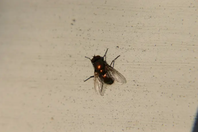 Housefly resting on an interior wall during pest inspection.