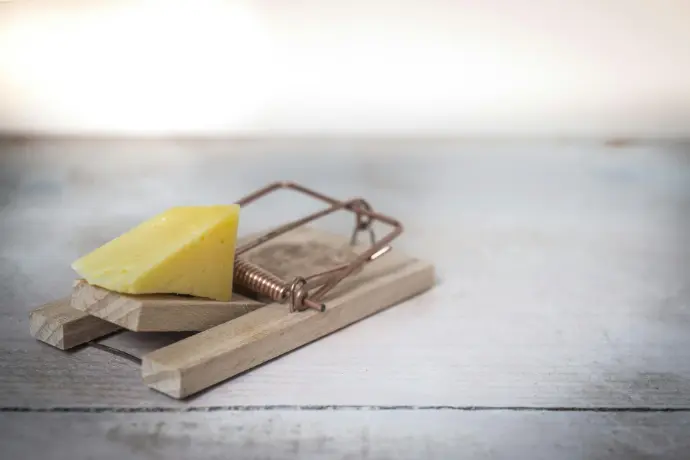 Close-up of a mouse trap baited with cheese, used for monitoring rodent activity in commercial pest control.
