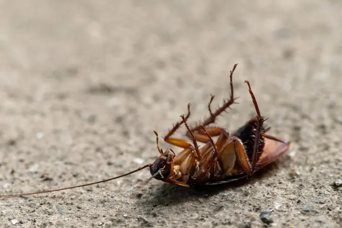 Close-up of a cockroach on its back, a common pest found in commercial buildings.