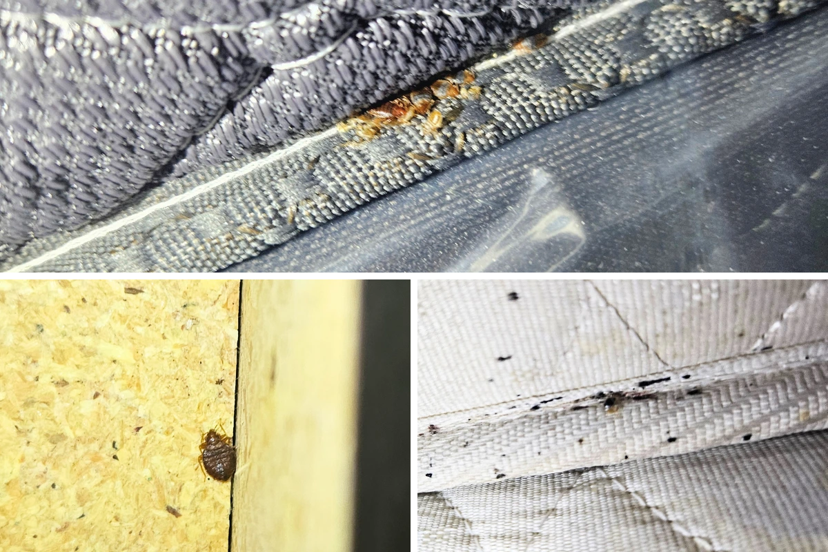 Bed bug cluster, bedbug hiding in bed frame, bed bug droppings