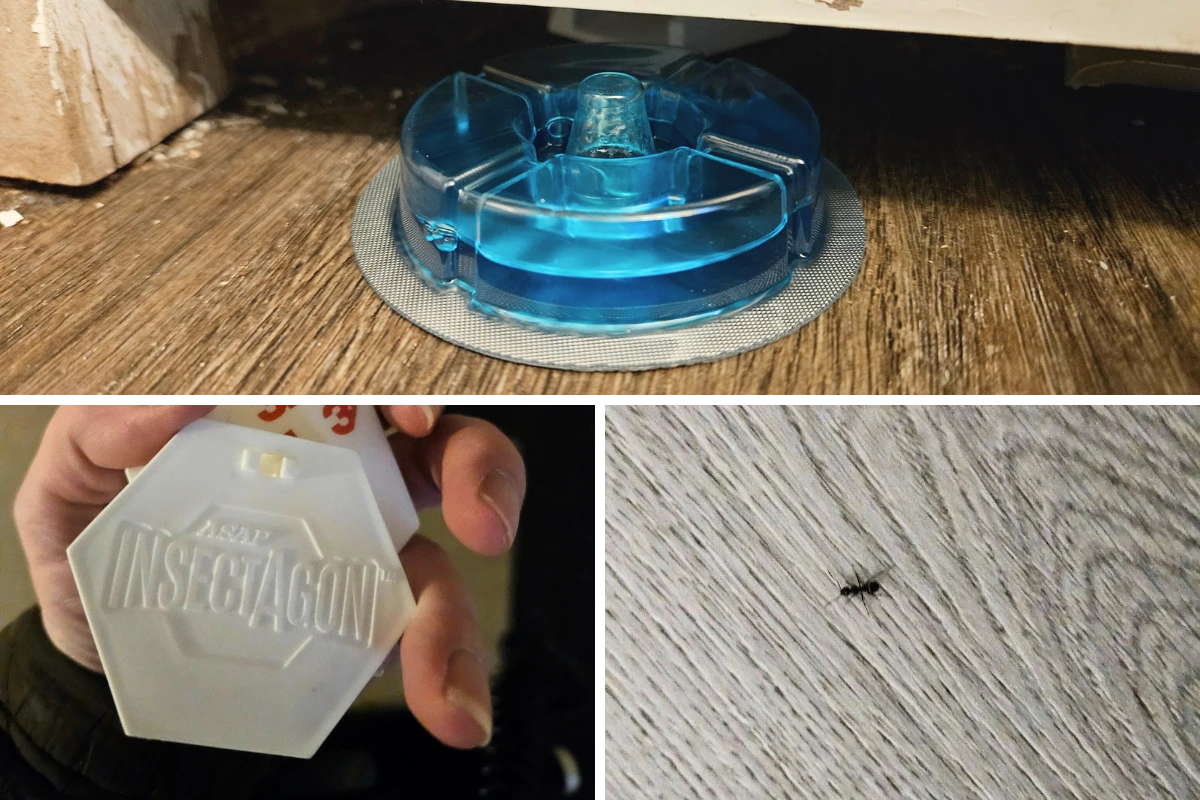 Bait stations, little black ant