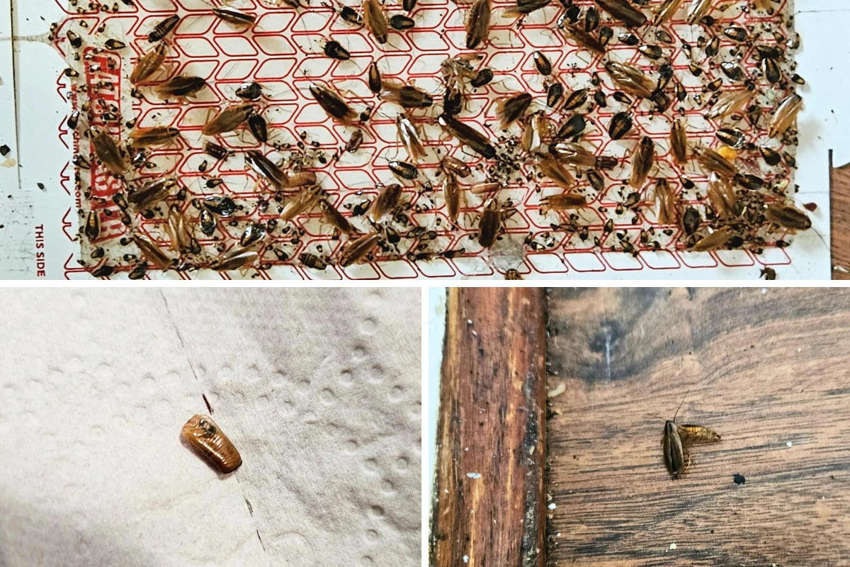 Cockroaches on a glue board, egg case, adult German roach